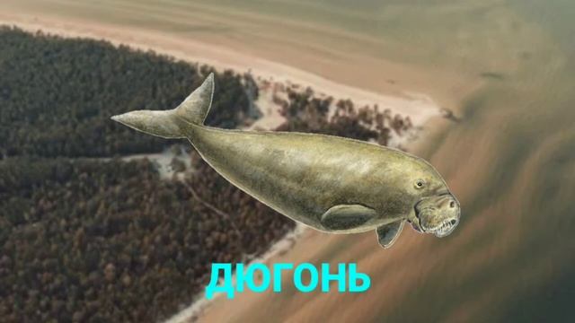 Животные для детей | сборник видео про морских животных | милые животные смотреть онлайн