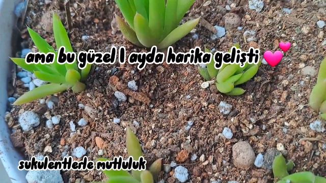 Binbir surat (orostachys erubescens) sukulent yavru dikimi /sukulent bakimi dikimi смотреть онлайн