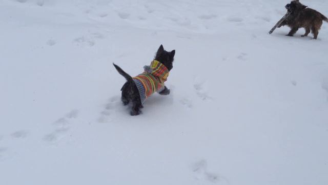 BRAND LIFE HOUSE NEVER GIVE UP (aka Barsa) - 2,5 months смотреть онлайн