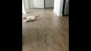 Funny Cats Videos 2024 😸 Funny Cat Videos − Funny Cats