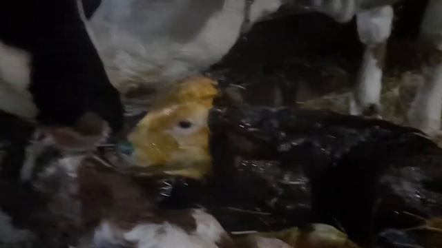 Отел Джульетты смотреть онлайн