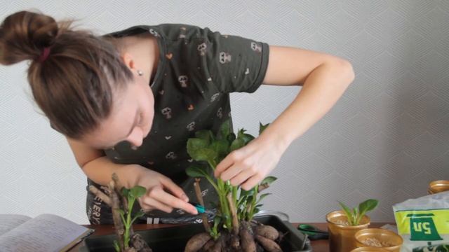 Георгины размножение зелеными черенками смотреть онлайн