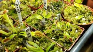 Продолжение зимовки Венериных Мухоловок, Саррацений, Росянок. Январь 2022 г.