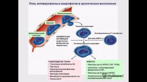 Анатомия и физиология - Лекция 43 - Клеточный иммунитет, лимфоциты
