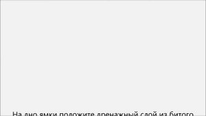 Как пересадить клематис