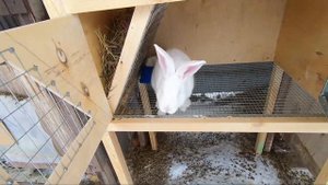 Кролики. Белый великан. Советская шиншила