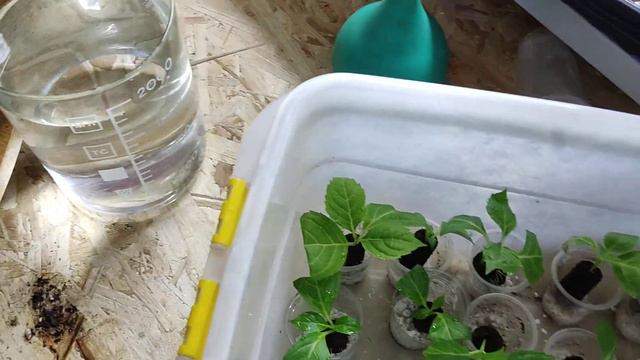 1.04.2023 Перечеренкованная гортензия.🌿 Укоренения в торфяных пробках. Сроки укоренения.
