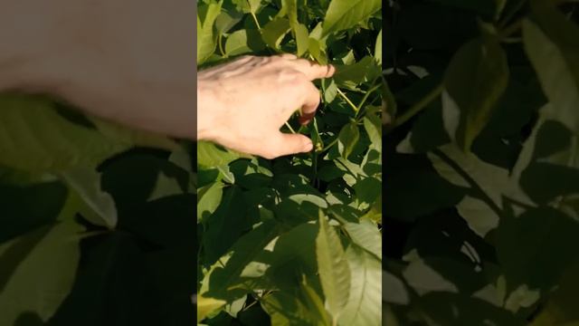 25 июня 2018г.(2) смотреть онлайн