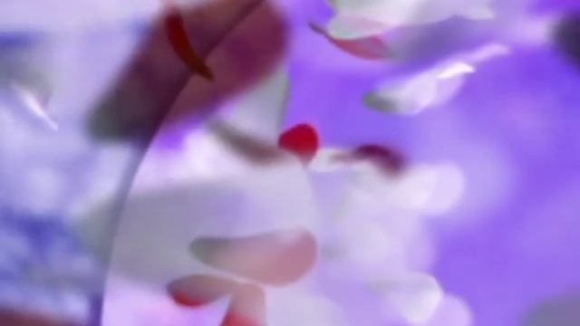 Лепестки роз Футажи смотреть онлайн