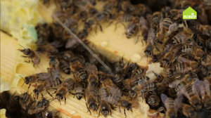 ПЧЕЛОВОДСТВО. Обрабатываем улей от пчелиного клеща. Советы опытного пчеловода