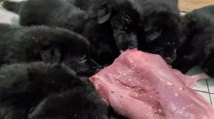 ? Черные немецкие овчарки/solid black german shepherd ?