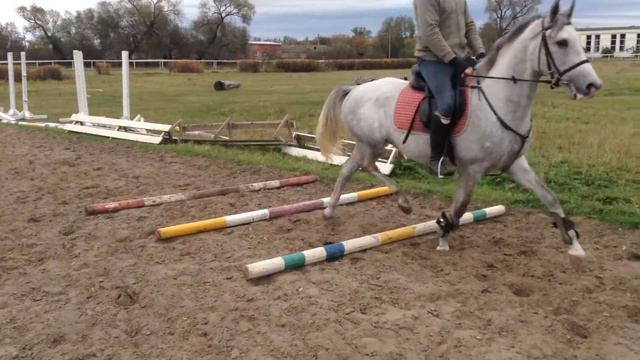 Сонет, кавалетти под седлом, терец 2,5 лет смотреть онлайн