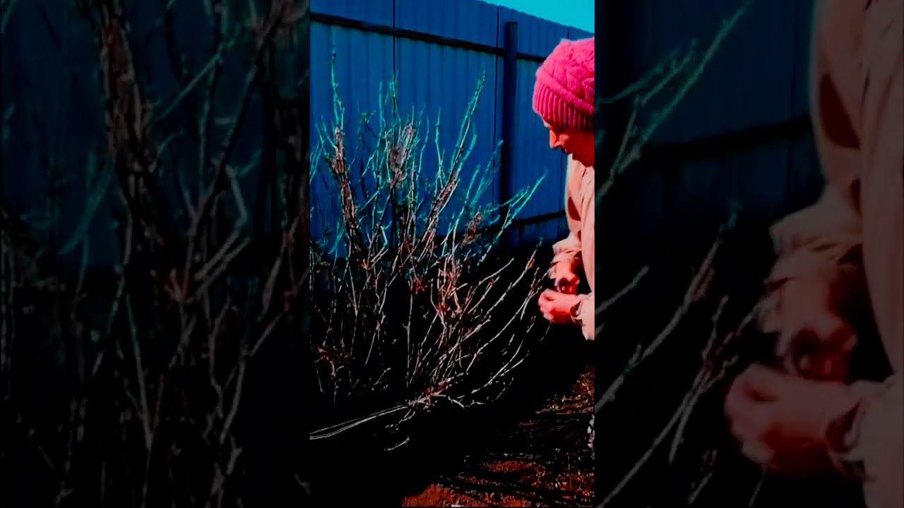 обрезка черной смородины весной 1