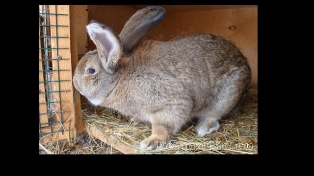 КРОЛИКИ ВЕЛИКАНЫ.САМЫЕ БОЛЬШИЕ КРОЛИКИ. смотреть онлайн