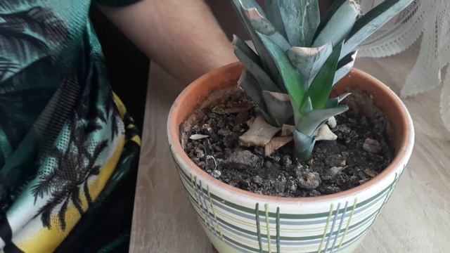 #срочно #новости #скажу я / посадил /ананас / два месяца назад новый куст ананаса 10 09 2020 смотреть онлайн