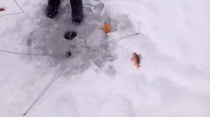 Зимняя рыбалка на хапугу .