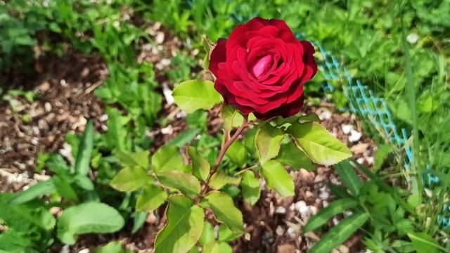 Цветение роз. Мучнистая роса. Как лечить. #розы #саднадежды
