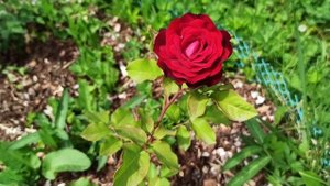 Цветение роз. Мучнистая роса. Как лечить. #розы #саднадежды