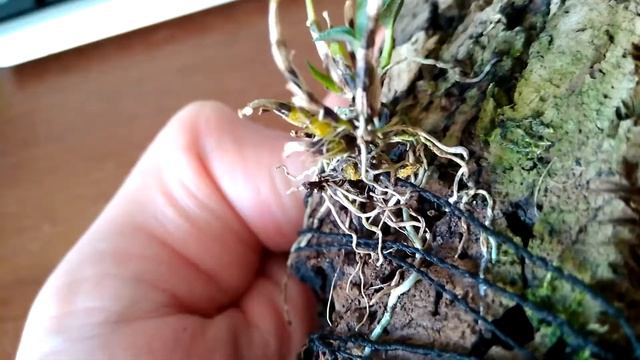 Dendrobium Cuthbertsonii. Состояние на 26 октября 2017г