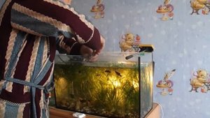 Как развести улиток Ампулярии Как сохранить потомство ампулярий.Урок №13