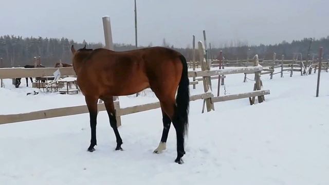 Текинец зимой смотреть онлайн
