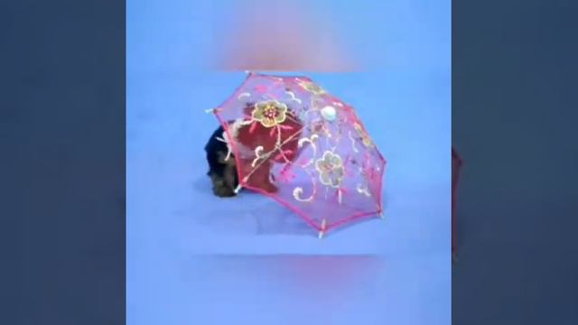 Щенок йоркширского терьера 1.5 мес. смотреть онлайн