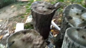 Грибная фермочка на даче! Выращивание вешенки на пьнях