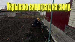 Укрытие винограда на зиму.