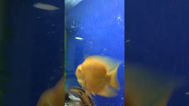 Рыбка, которая любит целоваться! смотреть онлайн