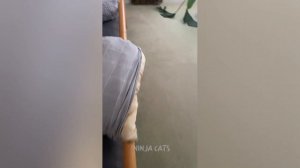 Забавные животные№115