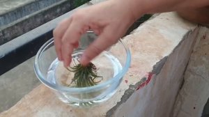 AIR PLANT - How to Grow and Care Air Plant || Fun Gardening