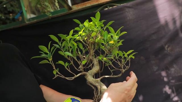 Эпизод 7. 6.08.2022. Заканчиваем обзор семейства Тутовые. Фикус Ретуза (лат. Ficus Retusa). смотреть онлайн