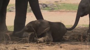 3 Elephant Baby first steps