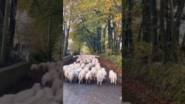 When You Wathcing This Video, Were You Amazed By The Border Collie's Shepherding Ability?