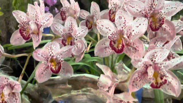 Santa Barbara International Orchid Show 2023 смотреть онлайн