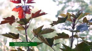 клён Кримсон Сентри