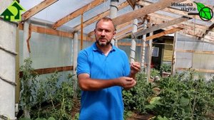 КАК ПРАВИЛЬНО ПОДКАРМЛИВАТЬ ТОМАТЫ и ПЕРЦЫ АЗОТОМ, чтобы получать большие урожаи.