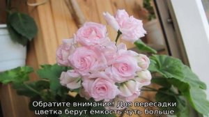 Пеларгония Millfield Rose