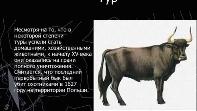 Картинки черная книга животных