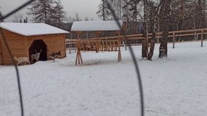 Южный Урал ❄️Зимний Зюраткуль❄️ Национальный парк/ мараловая ферма ?