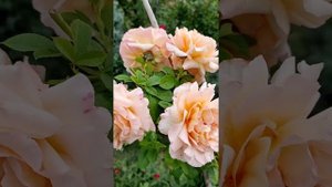 Роза Полька, осенний букет.