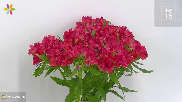 Rome alstroemeria flowering video смотреть онлайн