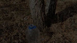 Как собирать берёзовый сок.