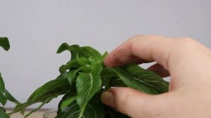 Катарантус из семян зацвел!