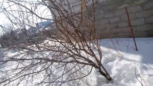 Ошибки обрезки и посадки деревьев. Перетяжка ствола.