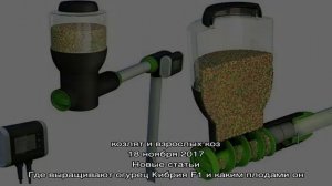 Какую автоматическую кормушку выбрать для аквариумных рыбок