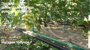 Виноград Ландыш - один из лучших мускатных летних сортов на участке Пузенко Натальи Лариасовны