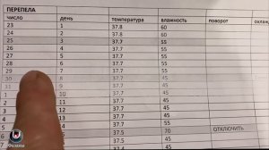 Инкубация перепелиного яйца. Вывод 98%. Видеоурок. Incubating a quail egg video tutorial.