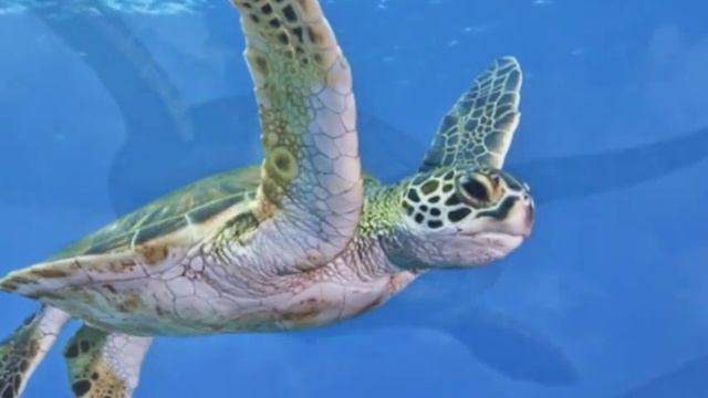 "Flying Turtle" смотреть онлайн