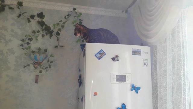 БЕНГАЛЬСКАЯ КОШКА НА КУХНЕ